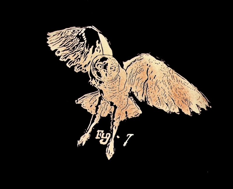 Owl