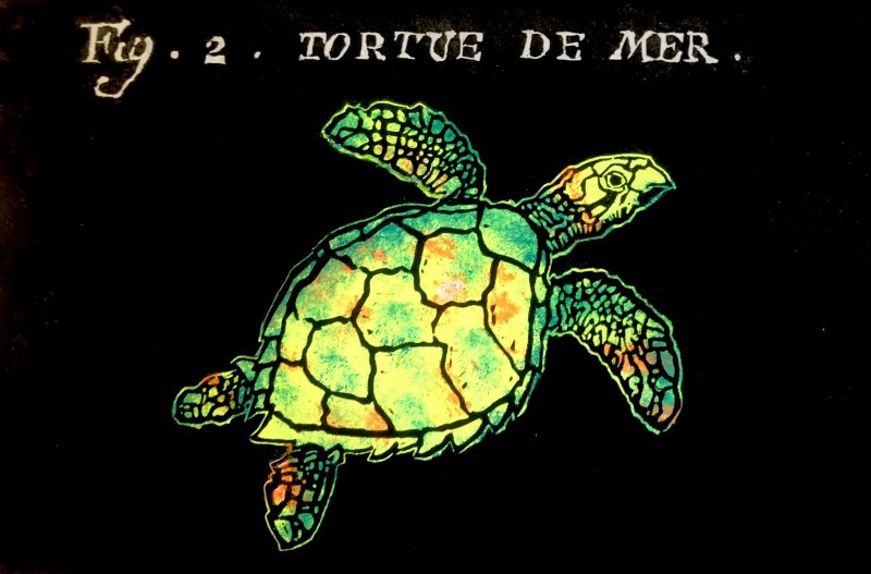 Tortue de mer